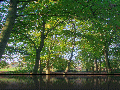 HDR_Copse_Small.jpg