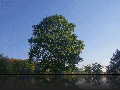 HDR_Tree_Small.jpg