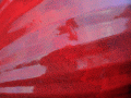 HDR_Red.jpg