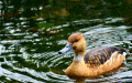 duck2.JPG