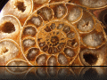 Ammonite1.jpg