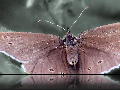 Moth1.jpg